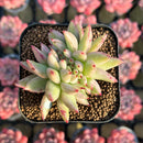 Echeveria Agavoides 'Elkhorn' Variegated Crested 2" Succulent Plant Cutting