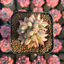 Echeveria Agavoides 'Elkhorn' Variegated Crested 2" Succulent Plant Cutting