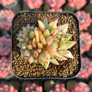 Echeveria Agavoides 'Elkhorn' Variegated Crested 2" Succulent Plant Cutting