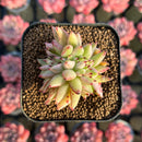 Echeveria Agavoides 'Elkhorn' Variegated Crested 2" Succulent Plant Cutting
