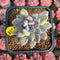 Pachyphytum 'Cute Finger' Variegated 2" Succulent Plant