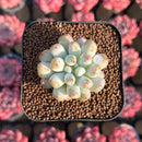 Echeveria Hybrid sp. 1"-2" Seed-Grown Unique Individual Succulent Plant Cutting