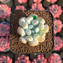 Echeveria Hybrid sp. 1"-2" Seed-Grown Unique Individual Succulent Plant Cutting