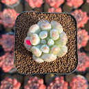 Echeveria Hybrid sp. 1"-2" Seed-Grown Unique Individual Succulent Plant Cutting