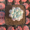 Echeveria Hybrid sp. 1"-2" Seed-Grown Unique Individual Succulent Plant Cutting