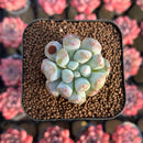 Echeveria Hybrid sp. 1"-2" Seed-Grown Unique Individual Succulent Plant Cutting