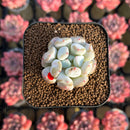 Echeveria Hybrid sp. 1"-2" Seed-Grown Unique Individual Succulent Plant Cutting
