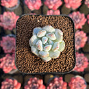 Echeveria Hybrid sp. 1"-2" Seed-Grown Unique Individual Succulent Plant Cutting