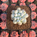 Echeveria Hybrid sp. 1"-2" Seed-Grown Unique Individual Succulent Plant Cutting