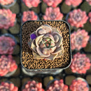 Echeveria 'Mysterious Rose' Carunculated 1" Succulent Plant Cutting