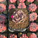 Echeveria 'Mysterious Rose' Carunculated 1" Succulent Plant Cutting