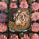 Echeveria 'Mysterious Rose' Carunculated 1" Succulent Plant Cutting
