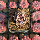 Echeveria 'Mysterious Rose' Carunculated 1" Succulent Plant Cutting