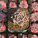 Echeveria 'Mysterious Rose' Carunculated 1" Succulent Plant Cutting