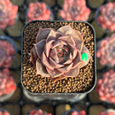 Echeveria 'Mysterious Rose' Carunculated 1" Succulent Plant Cutting