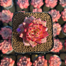 Echeveria Hybrid sp. 1"-2" Seed-Grown Unique Individual Succulent Plant Cutting