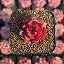 Echeveria Hybrid sp. 1"-2" Seed-Grown Unique Individual Succulent Plant Cutting