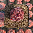 Echeveria Hybrid sp. 1"-2" Seed-Grown Unique Individual Succulent Plant Cutting