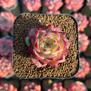 Echeveria Hybrid sp. 1"-2" Seed-Grown Unique Individual Succulent Plant Cutting