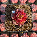 Echeveria Hybrid sp. 1"-2" Seed-Grown Unique Individual Succulent Plant Cutting