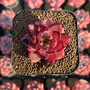 Echeveria Hybrid sp. 1"-2" Seed-Grown Unique Individual Succulent Plant Cutting