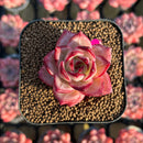 Echeveria Hybrid sp. 1"-2" Seed-Grown Unique Individual Succulent Plant Cutting