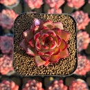 Echeveria Hybrid sp. 1"-2" Seed-Grown Unique Individual Succulent Plant Cutting