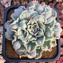 Echeveria 'Madiba' Curly/Carunculated 5" Large Succulent Plant Cutting