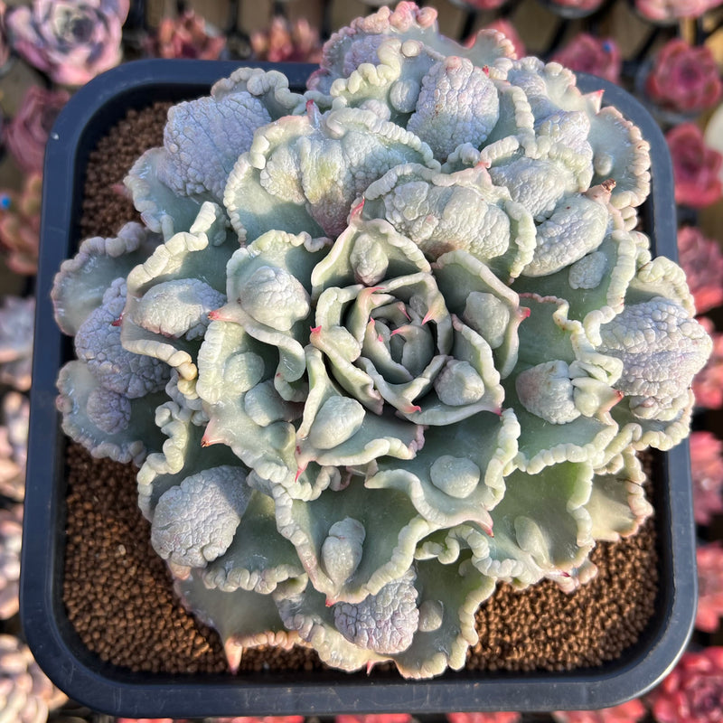 the succulent shoppe Succulents - Green main image 1