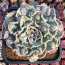 Echeveria 'Madiba' Curly/Carunculated 5" Large Succulent Plant Cutting