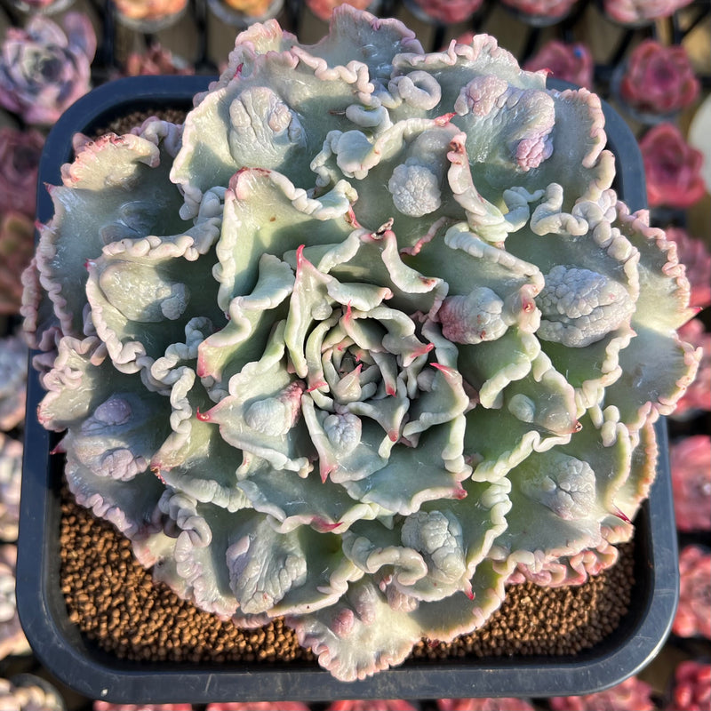 succulent curly Echeveria 'Madiba' Curly/Carunculated 5" Large Succulent Plant Cutting