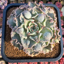 Echeveria 'Madiba' Curly/Carunculated 5" Large Succulent Plant Cutting