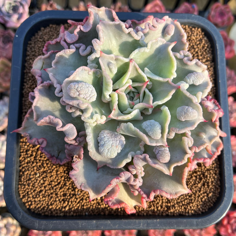 succulent plants ebay Echeveria 'Madiba' Curly/Carunculated 5" Large Succulent Plant Cutting – True Succulents Plant Co