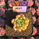 Echeveria 'Neon' ('Raul' x 'Silver Star' Hybrid) 2" Mam&Sister Farm Original Japanese Hybrid Succulent Plant Cutting