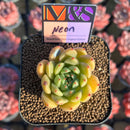 Echeveria 'Neon' ('Raul' x 'Silver Star' Hybrid) 2" Mam&Sister Farm Original Japanese Hybrid Succulent Plant Cutting