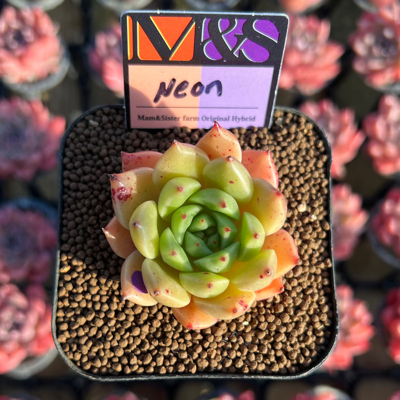 neon succulents Echeveria 'Neon' ('Raul' x 'Silver Star' Hybrid) 2" Mam&Sister Farm Or –  True Succulents Plant Co