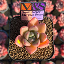 Echeveria 'Don't Forget the Plum Blossom' ('Story' x Seven Nights' Hybrid) 2" Mam&Sister Farm Original Japanese Hybrid Succulent Plant Cutting