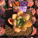 Echeveria 'Don't Forget the Plum Blossom' ('Story' x Seven Nights' Hybrid) 2" Mam&Sister Farm Original Japanese Hybrid Succulent Plant Cutting