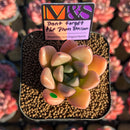 Echeveria 'Don't Forget the Plum Blossom' ('Story' x Seven Nights' Hybrid) 2" Mam&Sister Farm Original Japanese Hybrid Succulent Plant Cutting