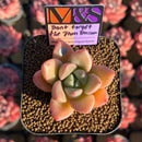 Echeveria 'Don't Forget the Plum Blossom' ('Story' x Seven Nights' Hybrid) 2" Mam&Sister Farm Original Japanese Hybrid Succulent Plant Cutting