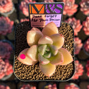Echeveria 'Don't Forget the Plum Blossom' ('Story' x Seven Nights' Hybrid) 2" Mam&Sister Farm Original Japanese Hybrid Succulent Plant Cutting