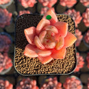 Echeveria 'Red Wine' Hybrid 1"-2" Succulent Plant Cutting