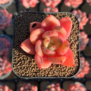 Echeveria 'Red Wine' Hybrid 1"-2" Succulent Plant Cutting