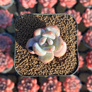 Echeveria 'Snow Star' 1" Succulent Plant