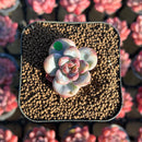 Echeveria 'Snow Star' 1" Succulent Plant