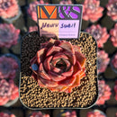 Echeveria 'Nauru Swell' ('Helena' x 'Pumila') 2" Mam&Sister Farm Original Japanese Hybrid Succulent Plant Cutting