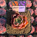 Echeveria 'Nauru Swell' ('Helena' x 'Pumila') 2" Mam&Sister Farm Original Japanese Hybrid Succulent Plant Cutting