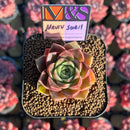 Echeveria 'Nauru Swell' ('Helena' x 'Pumila') 2" Mam&Sister Farm Original Japanese Hybrid Succulent Plant Cutting