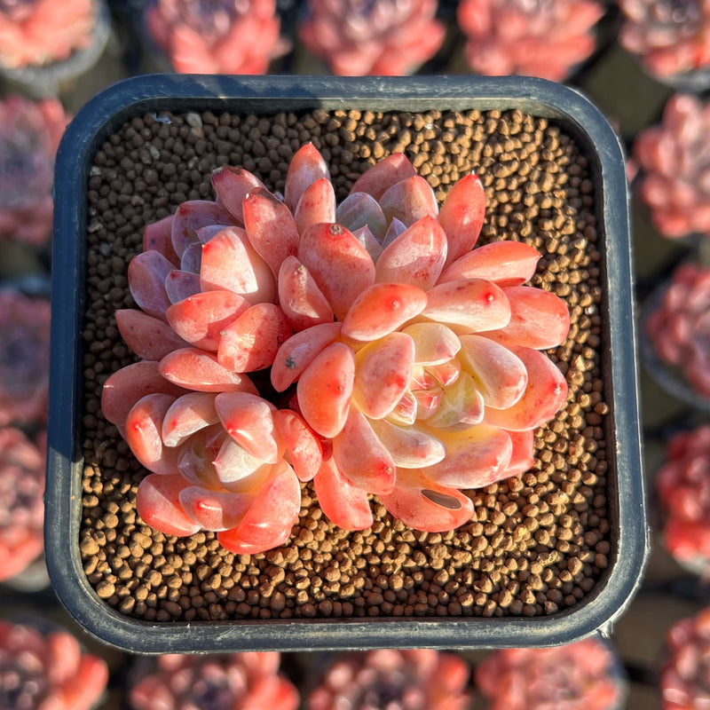 birch succulent Echeveria 'Birch' Cluster 2" Succulent Plant Cutting