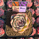 Echeveria 'Pink Haze' ('Gold Peach' x 'Lucinda' Hybrid) 2" Mam&Sister Farm Original Japanese Hybrid Succulent Plant Cutting